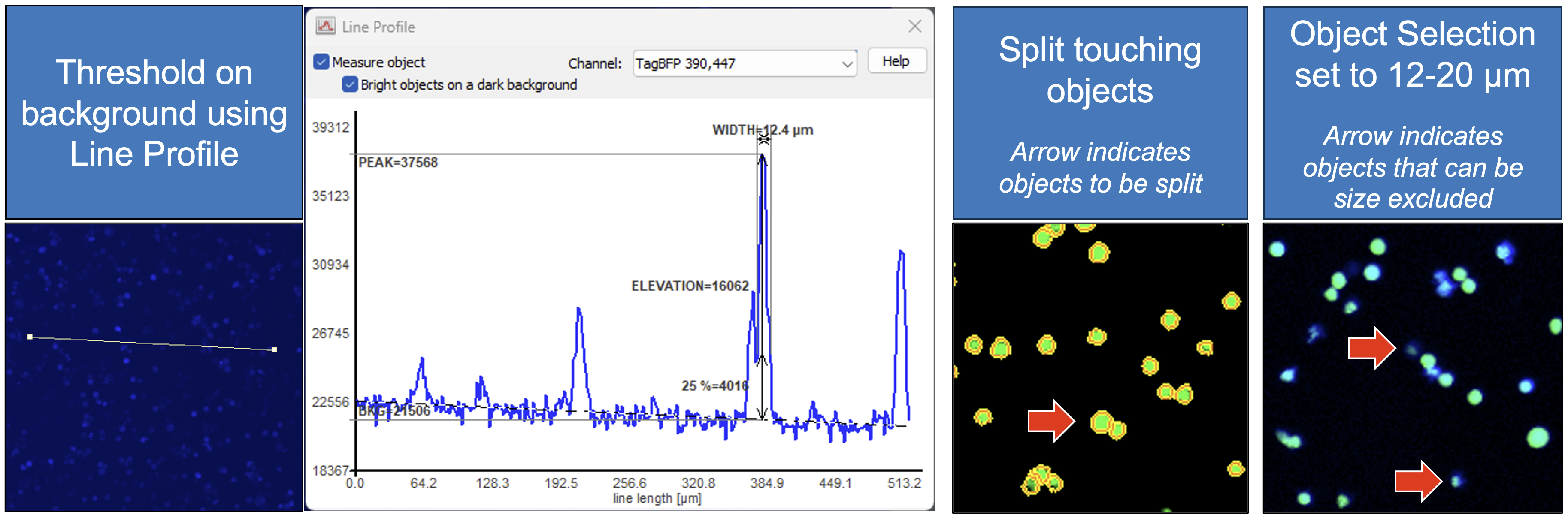 Threshold on background using Line Profile, split touching objects, and object selection set to 12-20 microns.