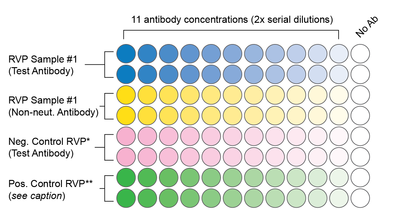 Sample plate layout. The four conditions are RVP sample #1 with test antibody, RVP sample #1 with non-neutralizing antibody, negative control RVP with test antibody, and positive control RVP with either test or non-neutralizing antibody as described in the caption.