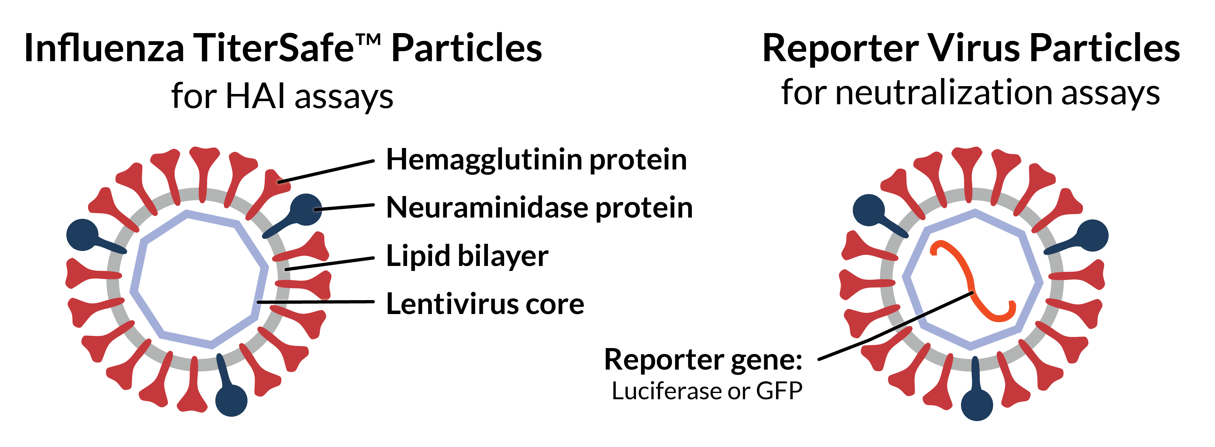 Schematics of Influenza TiterSafe and RVP. Both particles have HA and NA proteins in a lipid bilayer surrounding a lentivirus core. RVPs contain a luciferase or GFP reporter gene; TiterSafe particles lack genetic information. 