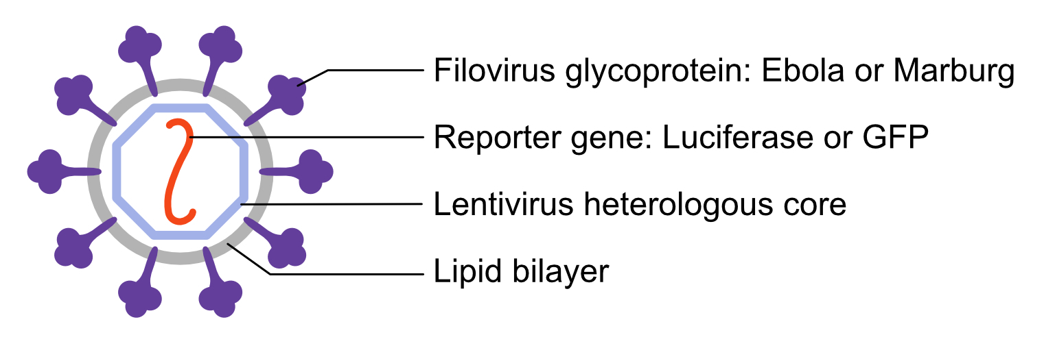 A non-replicating filovirus pseudovirus. GP is expressed on the particle surface, and the heterologous core holds a luciferase or GFP reporter gene.
