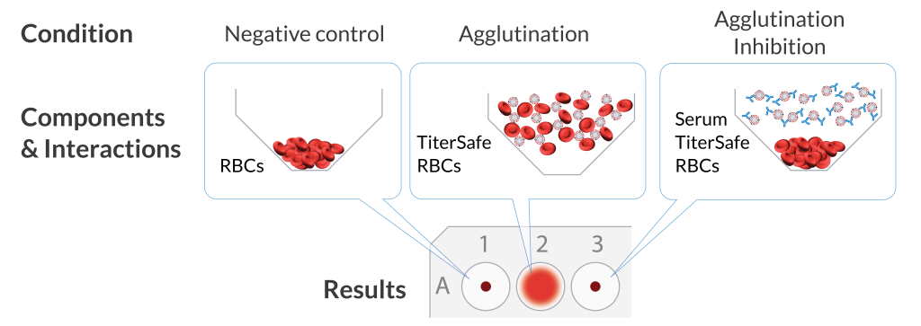 Interactions and the corresponding microtiter well results for three conditions in an HAI assay. RBC-only negative control, agglutination with a matrix of RBCs and TiterSafe particles, and agglutination inhibition with serum antibodies blocking interactions between TiterSafe particles and RBCs.