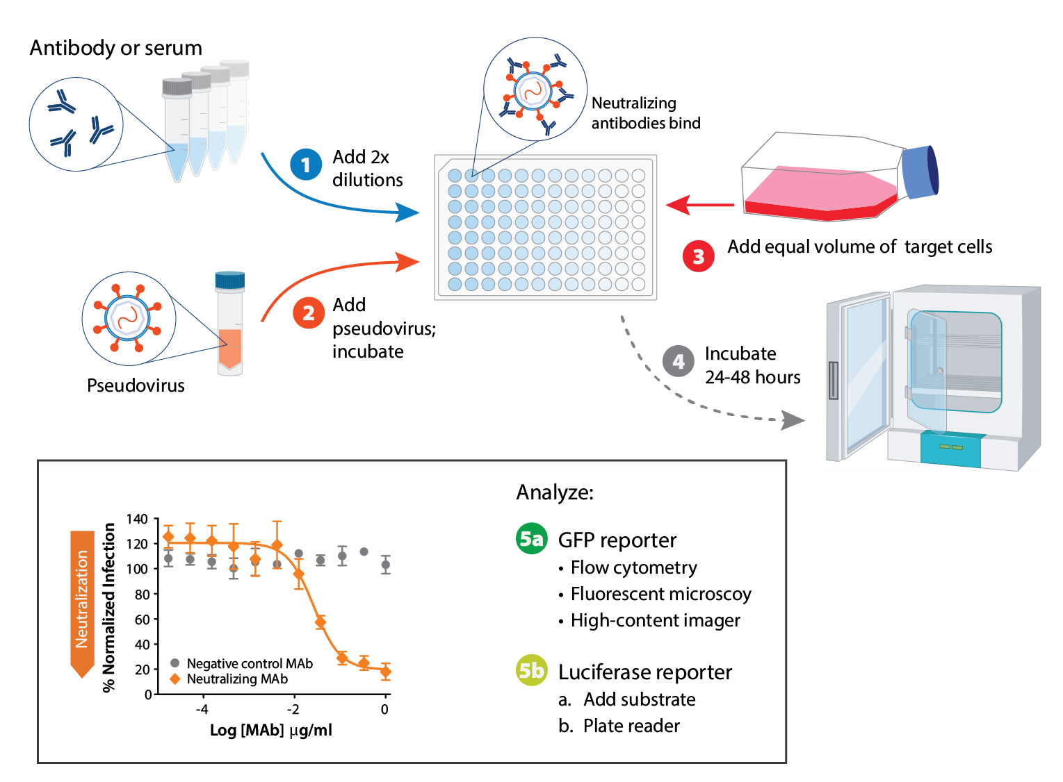 Neutralization assay setup in a 96-well plate. Step 1: add 2x dilutions of antibody or serum. Step 2: add pseudovirus and incubate. Step 3: Add equivalent of target cells. Step 4: Incubate 24 to 48 hours. Step 5: Analyze for reporter expression.