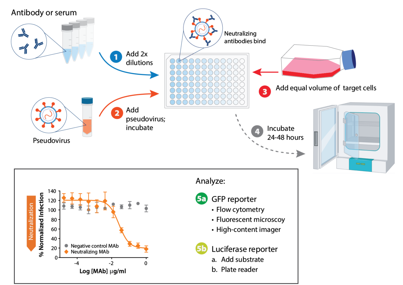 Neutralization assay setup in a 96-well plate. Step 1: add 2x dilutions of antibody or serum. Step 2: add pseudovirus and incubate. Step 3: Add equivalent of target cells. Step 4: Incubate 24 to 48 hours. Step 5: Analyze for reporter expression.