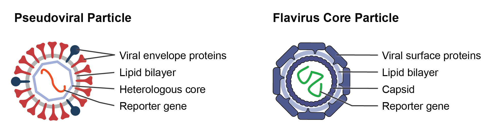 Schematics of a pseudoviral particle and a pseudoinfective virus-like particle. Both have viral surface proteins and a lipid bilayer. Inside the pseudoviral particle, a heterologous core surrounds a reporter. In the virus-like particle, a capsid surrounds the reporter RNA.