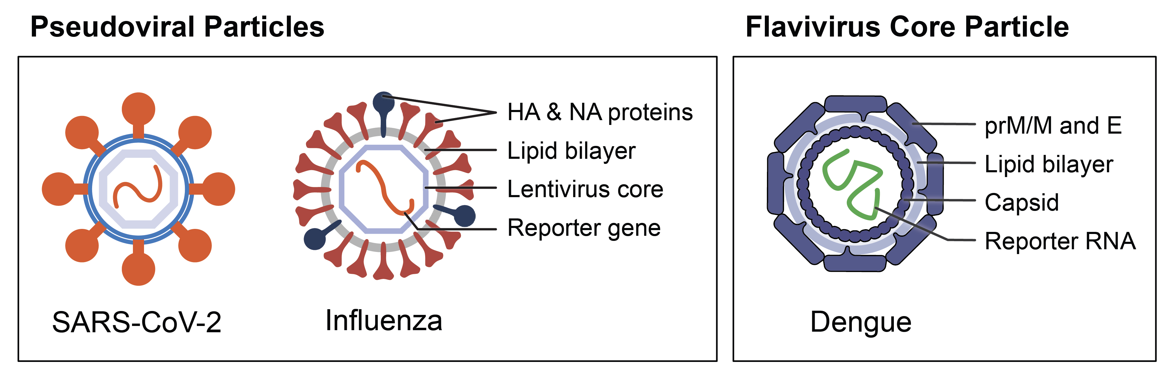 Examples of pseudoviral and flavivirus core RVPs, with key structures labeled. 