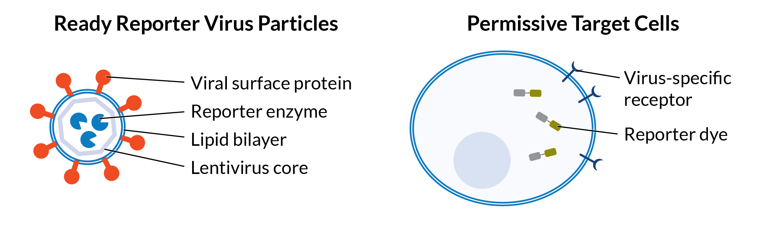 Ready Reporter Virus kits include pseudotyped virus particles and permissive target cells. The particles exhibit viral surface proteins embedded in a lipid bilayer on a lentivirus core filled with reporter enzymes. The cells express virus-specific receptors and/or binding factors and contain inactive reporter dye.
