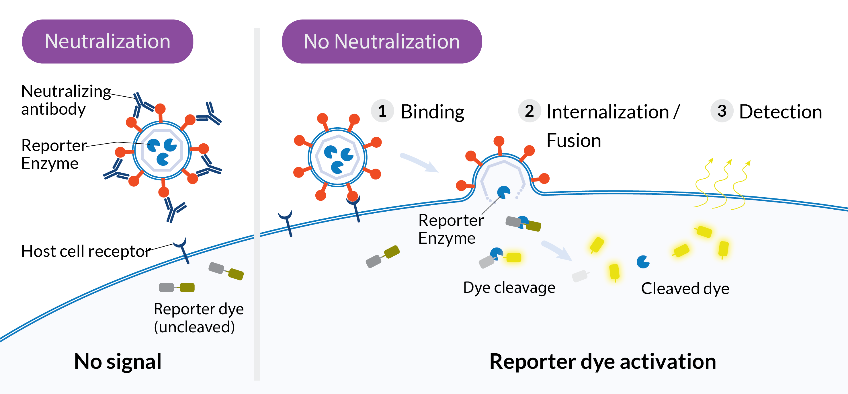Panel 1: Neutralizing antibody binds to RRV particle, blocking it from binding the host cell receptor. Panel 2: With no neutralization, the particle binds the host cell receptor, fuses with the cell membrane, and releases reporter enzyme into the cell. The enzyme cleaves a reporter dye, activating it and enabling signal detection.