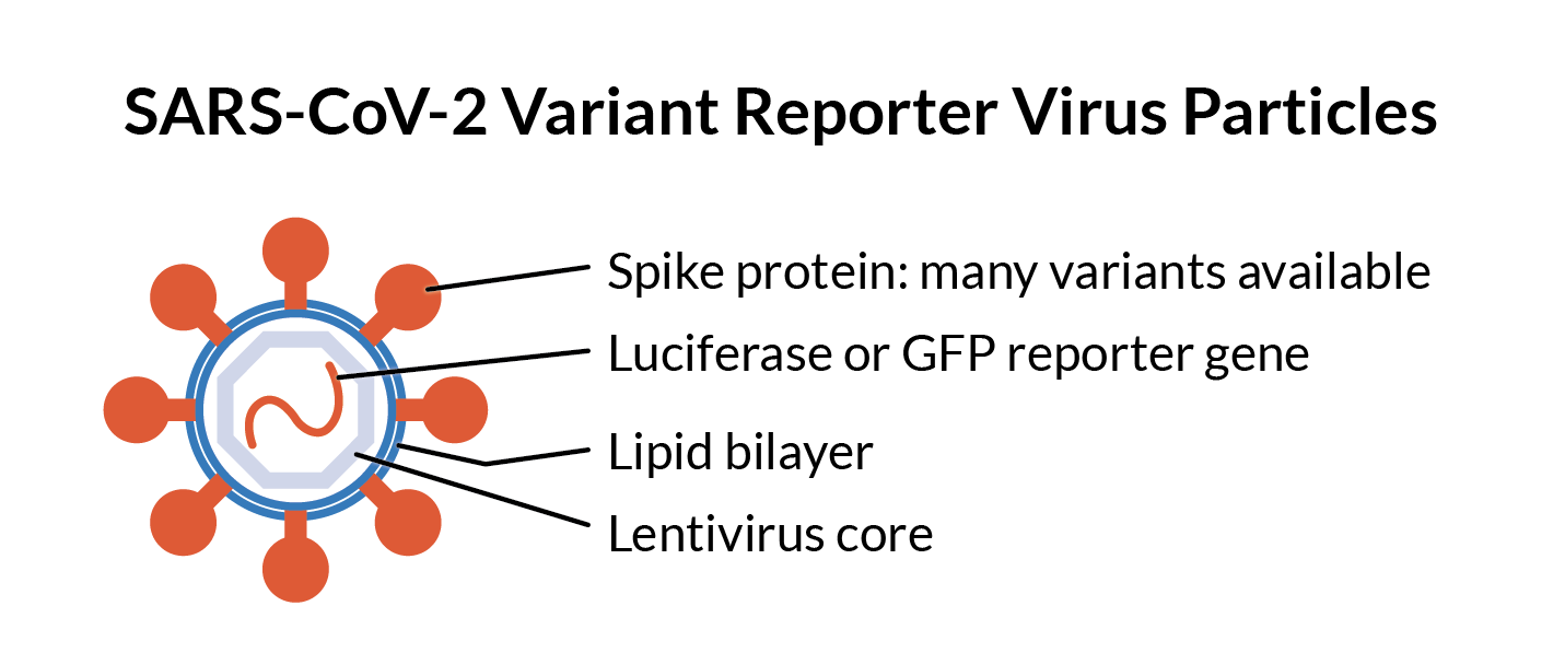 A SARS-CoV-2 Variant Reporter Virus Particle.