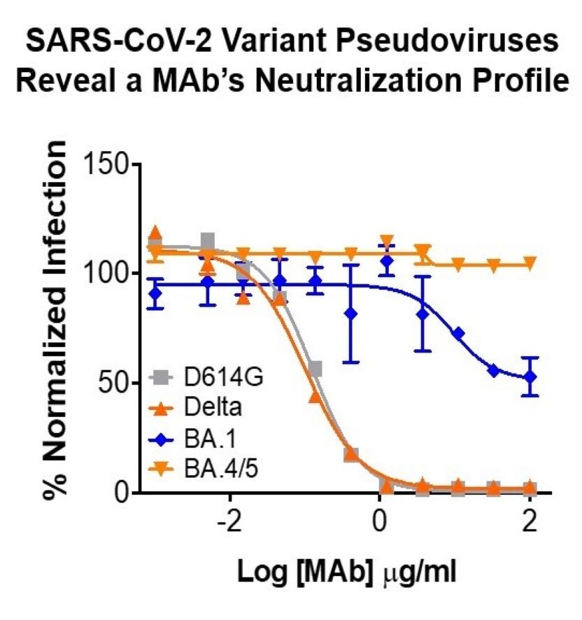 Graph plotting log of MAb concentration against percent normalized infection for four SARS-CoV-2 variant RVPs. The SARS-CoV-2 MAb neutralizes variants D614G and Delta, poorly neutralizes BA.1, and does not neutralize BA.4/5.