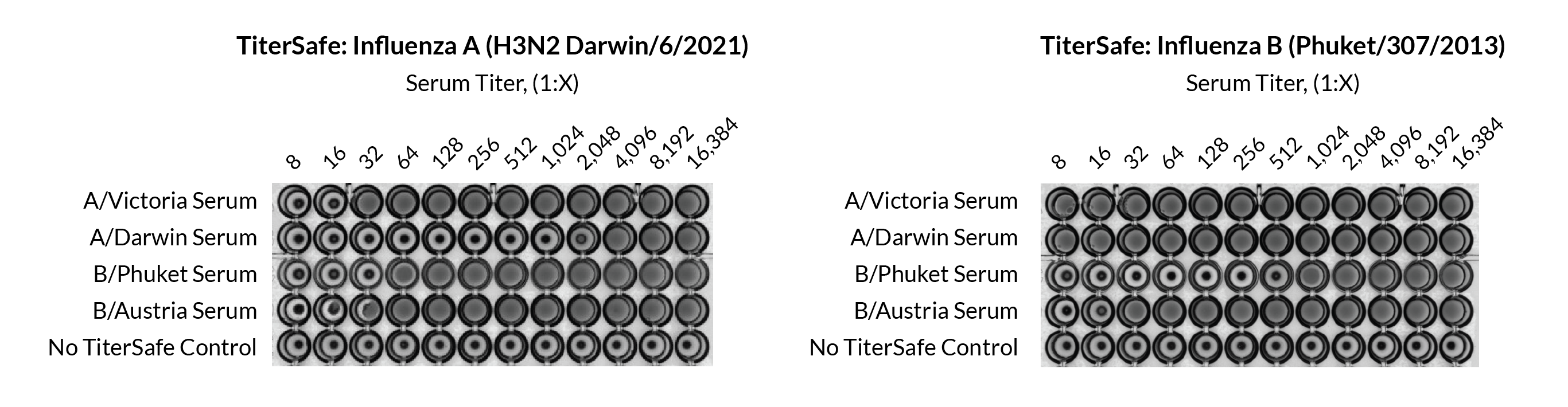 Results form HAI assay using TiterSafe strains and serum samples. Two-fold serum dilutions range from 1:8 to 1:16,384. Sera include A/Victoria, A/Darwin, B/Phuket, and B/Austria. Titer strains include A/Darwin and B/Phuket. A no TiterSafe control is included. Sera show the greatest inhibition against matched TiterSafe strains.
