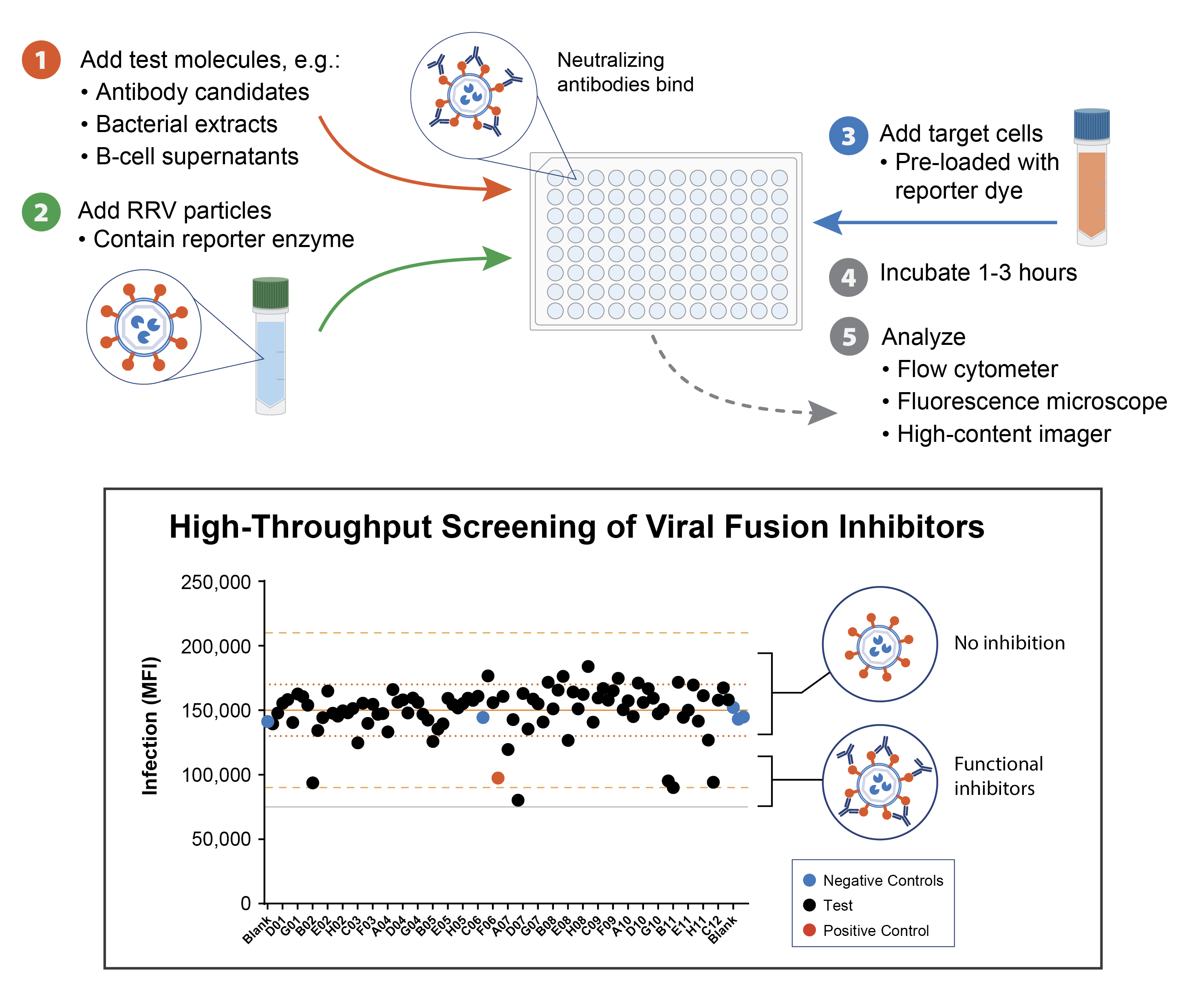High-throughput screening of viral fusion inhibitors in 96-well assay format. Test molecules were combined with RRV particles and added to target cells. After 1-3 hour incubation, data was analyzed by flow cytometry. Results identify 5 functional inhibitors and several non-inhibitors.