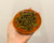 2018 Wuliang Gushu (Green)