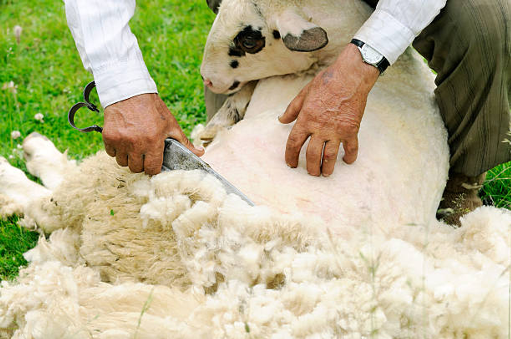 What Are Sheepskins | Types Of Sheepskins | Medical Sheepskins What Are Sheepskins | Types Of Sheepskins | Medical Sheepskins