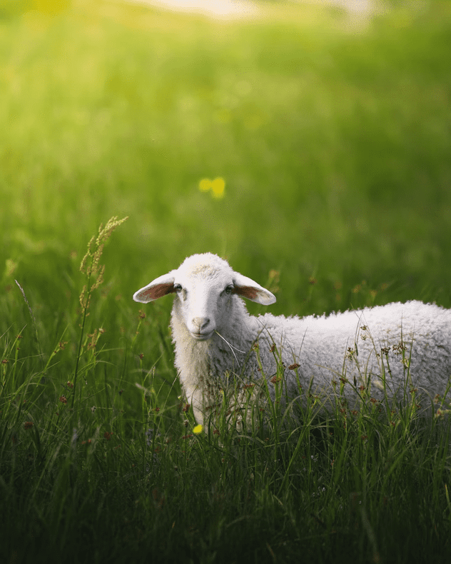 Are Sheepskins Sustainable And Eco-Friendly?