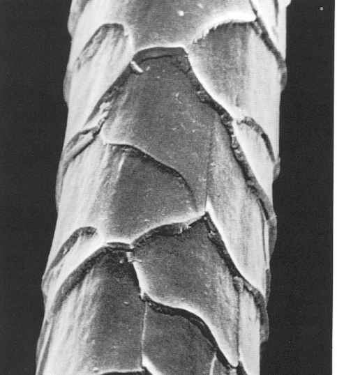 Wool Fibre EM