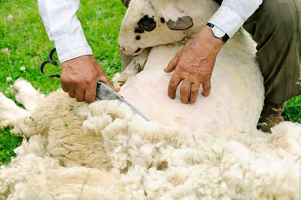 What Are Sheepskins | Types Of Sheepskins | Medical Sheepskins 