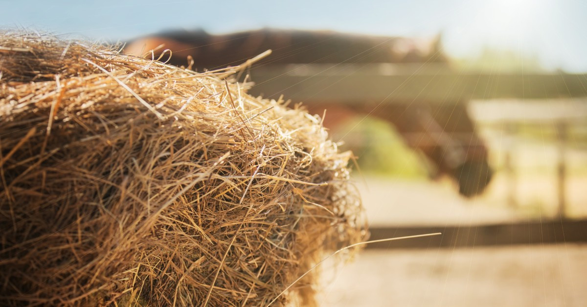 A Brief Overview of a Hay Analysis for Horse Feed