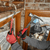28OZ MILLED FACE STEEL FRAMING HAMMER