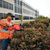 18V 30\" 762MM HEDGE TRIMMER - TOOL ONLY