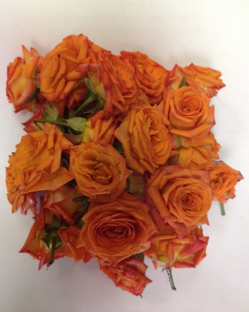 Orange Roses (upon Available)