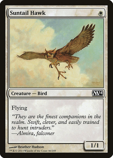Suntail Hawk (M14)