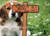 Carved Dog Name Customized Wood Pet Marker 