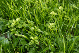 Equestrian Mix - Pasture Grass Mixture Equestrian Mix - Pasture Grass Mixture