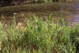 Streambank Wheatgrass Streambank Wheatgrass
