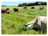 Stockmaster Livestock Grazing Mix Stockmaster Livestock Grazing Mix