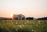 Stockmaster Livestock Grazing Mix Stockmaster Livestock Grazing Mix