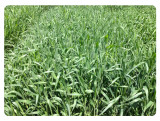 Sterile Triticale, Quickguard