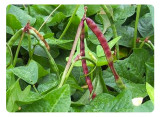 Cowpeas, Red Rippers Cowpeas, Red Rippers