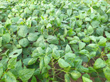 Cowpeas, Red Rippers Cowpeas, Red Rippers
