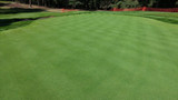 Bentgrass, Penncross Bentgrass, Penncross