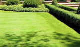 Bentgrass, Penncross Bentgrass, Penncross