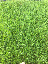 Bentgrass, Penncross Bentgrass, Penncross