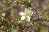 Antelope Bitterbrush Antelope Bitterbrush