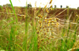 cheyenne indiangrass cheyenne indiangrass