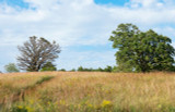 cheyenne indiangrass cheyenne indiangrass