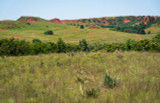 cheyenne indiangrass cheyenne indiangrass