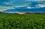 Alfalfa, WL 467 HQ Alfalfa, WL 467 HQ