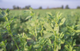 Alfalfa, WL 467 HQ Alfalfa, WL 467 HQ