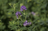 Alfalfa, WL 458 RR Alfalfa, WL 458 RR