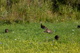Spring Bird Food Plot Mix Spring Bird Food Plot Mix