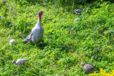 Spring Bird Food Plot Mix Spring Bird Food Plot Mix