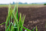 Fall Cover Crop Mix Fall Cover Crop Mix