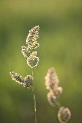 Potomac Orchardgrass Potomac Orchardgrass
