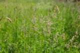 Potomac Orchardgrass Potomac Orchardgrass