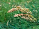 Quick Draw Orchardgrass Quick Draw Orchardgrass