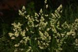 Quick Draw Orchardgrass Quick Draw Orchardgrass
